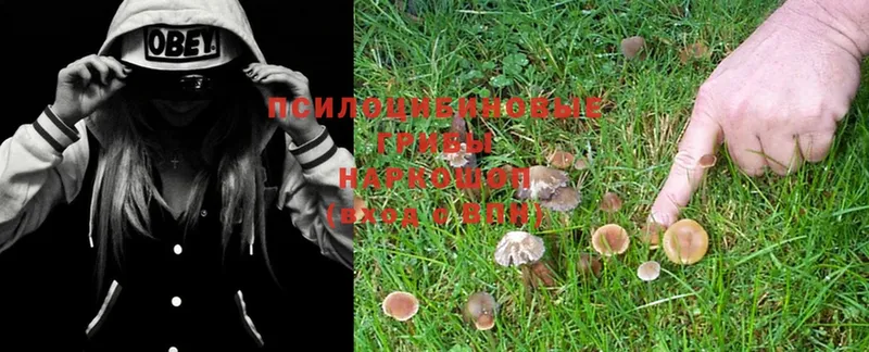 Псилоцибиновые грибы Magic Shrooms  ОМГ ОМГ маркетплейс  Аксай 